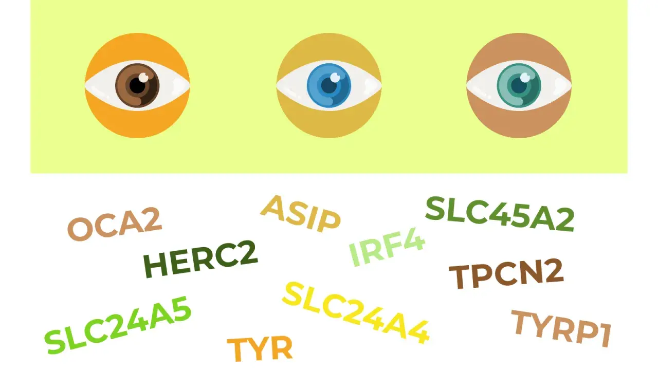 Ojos de diferentes colores (marrón, azul, verde) rodeados de nombres de genes como OCA2, HERC2, ASIP, IRF4, SLC24A5, SLC24A4, SLC45A2, TPCN2, TYR, TYRP1, relacionados con el rasgo de pico de viuda dominante o recesivo.