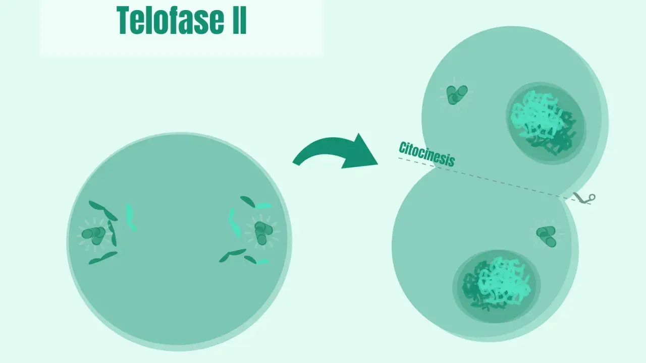 La telofase II muestra la división celular con cromosomas en polos opuestos y citocinesis, formando dos células hijas.