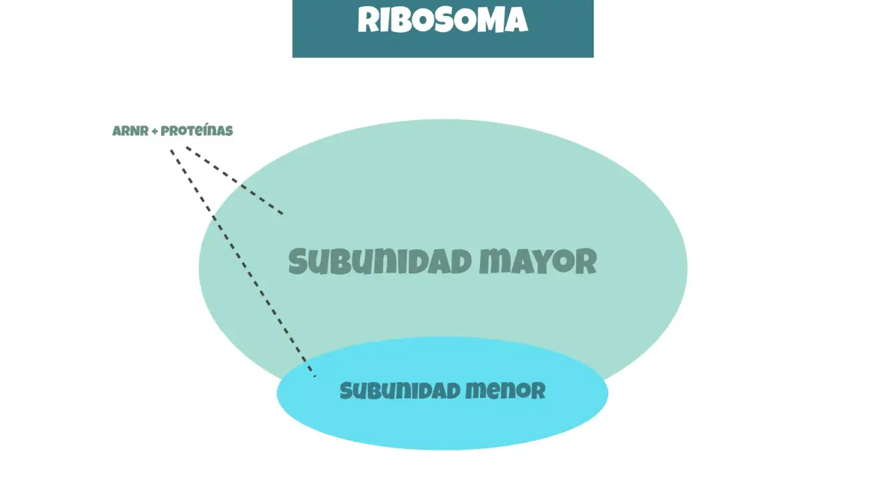 Diagrama de ribosomas, visto en microscopio electrónico, con subunidad mayor y menor, y ARNr + proteínas.