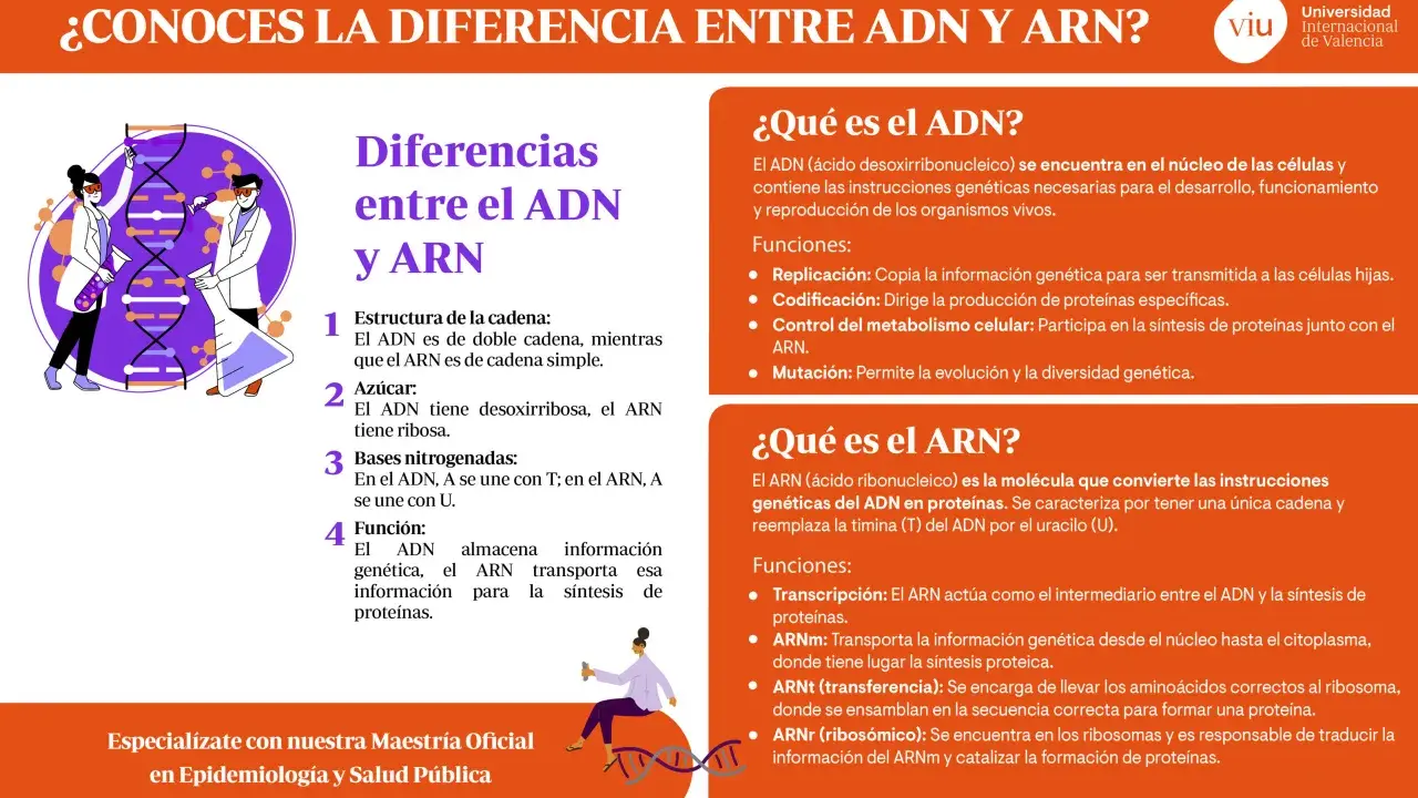 Ilustración comparativa de la adn y arn estructura, mostrando científicos y moléculas.