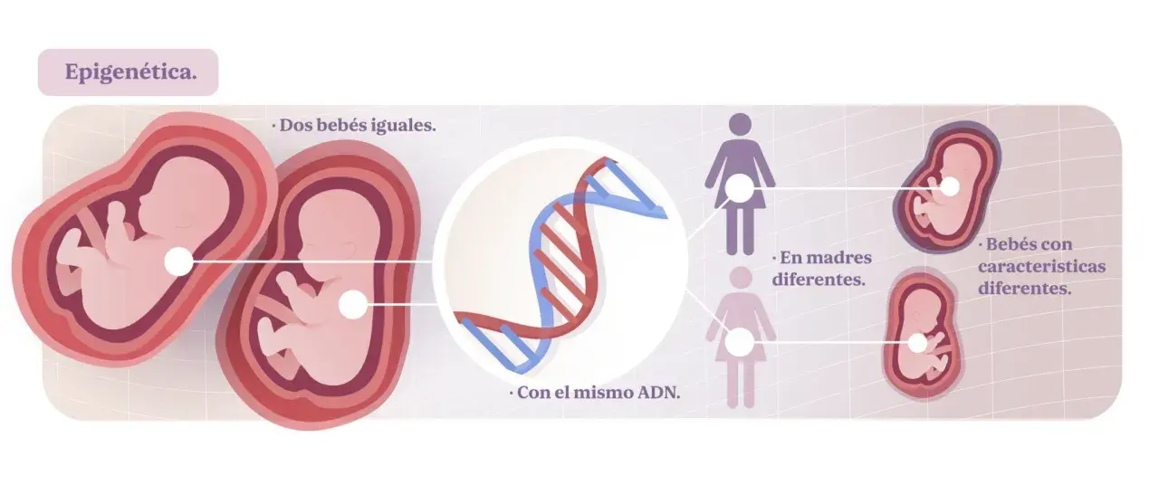Dos fetos idénticos con el mismo ADN, pero en madres distintas, ilustran la herencia epigenética y cómo influye en características diferentes.