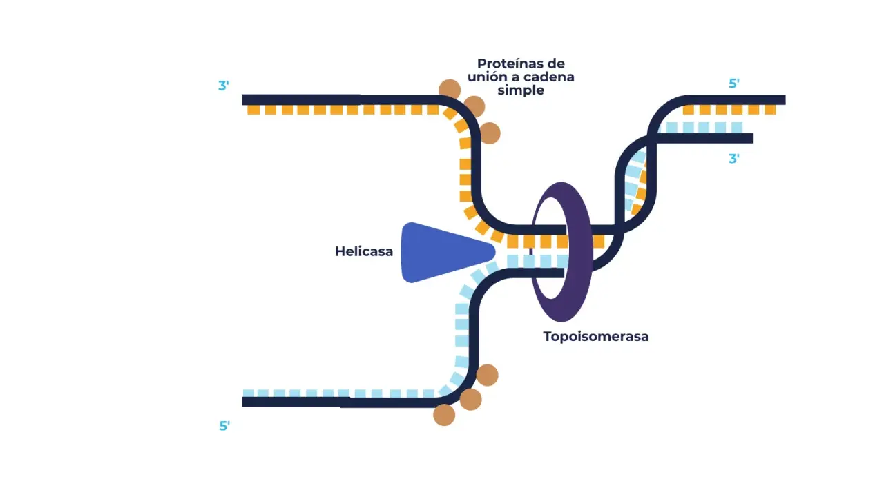 Ilustración de la replicación del ADN: la helicasa separa las cadenas, las proteínas de unión a cadena simple las estabilizan y la topoisomerasa alivia la tensión.
