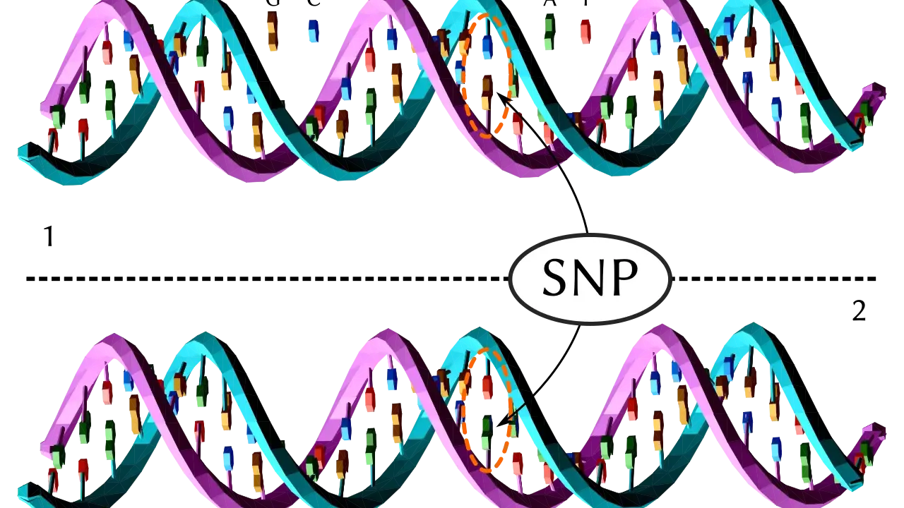 Dos hebras de ADN, una con una variación que representa un SNP (Polimorfismo de Nucleótido Único).