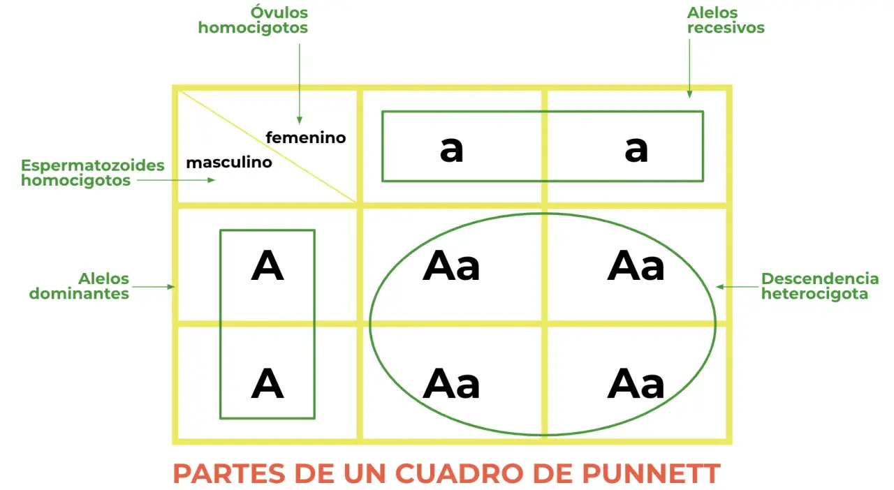 Cuadro de Punnett ilustra la 1 ley de Mendel, mostrando gametos masculinos y femeninos, alelos dominantes y recesivos, y descendencia heterocigota.
