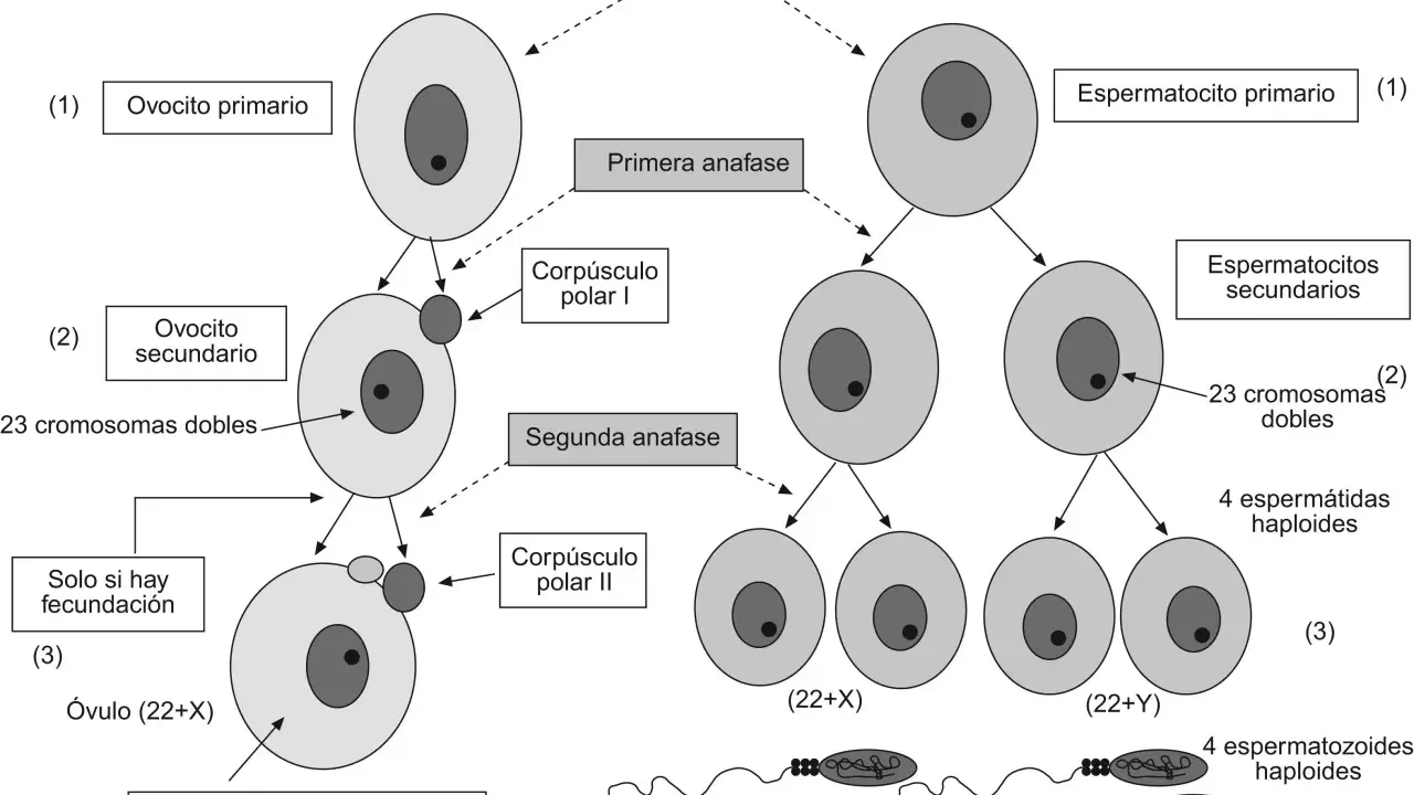 Diagrama de la meiosis femenina y masculina, mostrando la formación de células sexuales: ovocitos y espermatozoides.