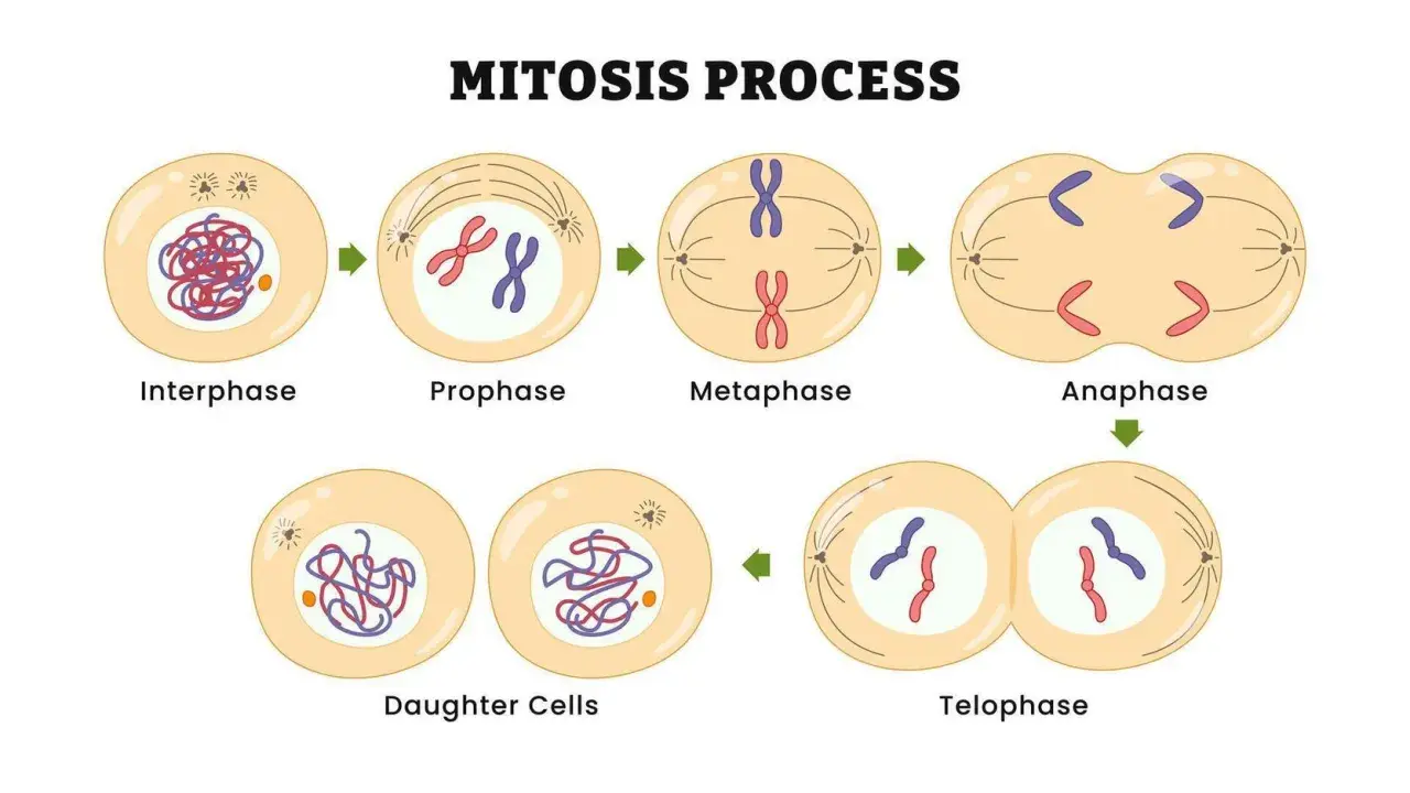 Ilustración del proceso de mitosis: interphase, profase, metafase, anafase y telofase, culminando en células hijas.
