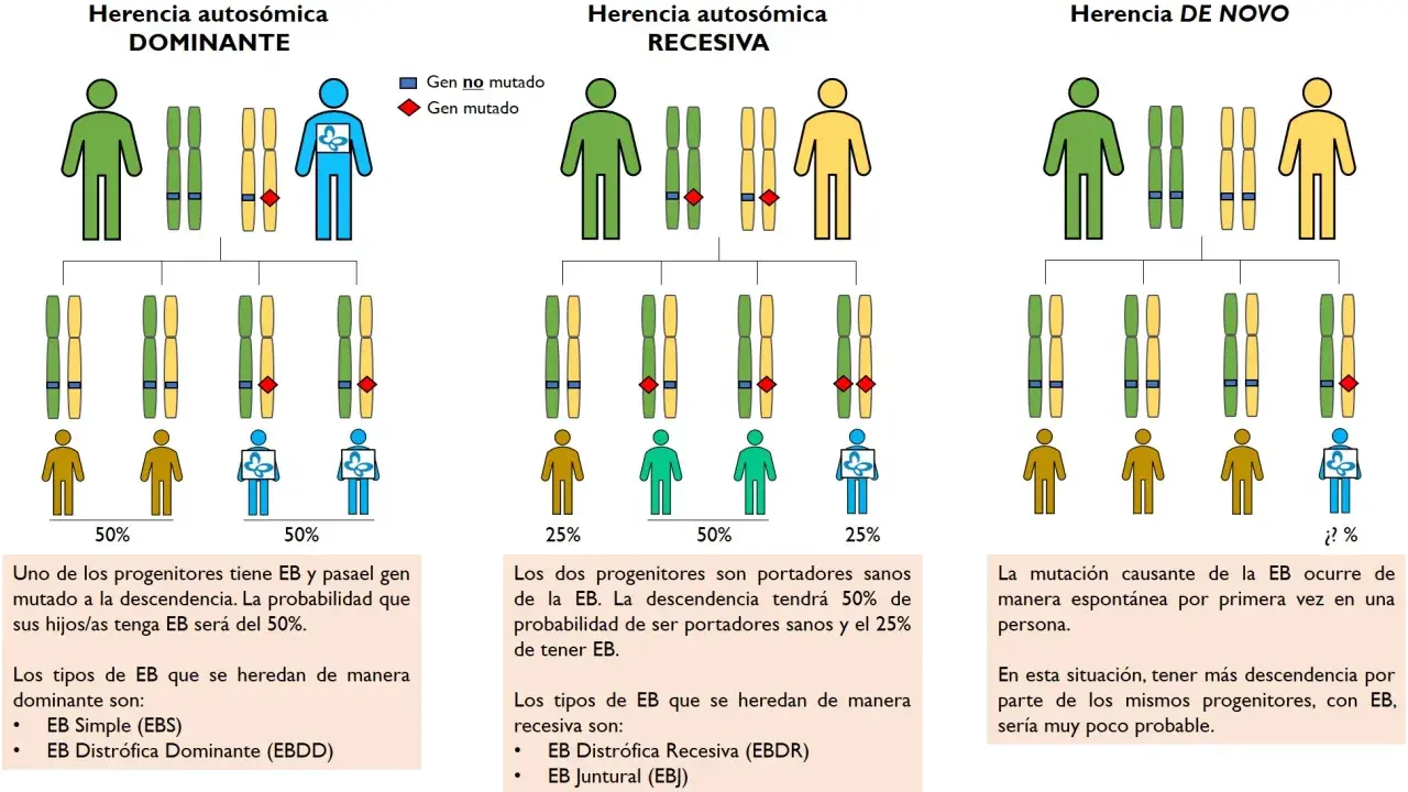 Diagrama ilustra herencia autosómica dominante, recesiva y de novo. Muestra cómo los genes dominantes pueden transmitirse, afectando la descendencia.