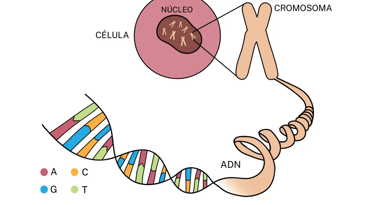 Ilustración muestra la diferencia entre gen y cromosoma: el ADN (con bases A, C, G, T) se enrolla para formar cromosomas dentro del núcleo de una célula.