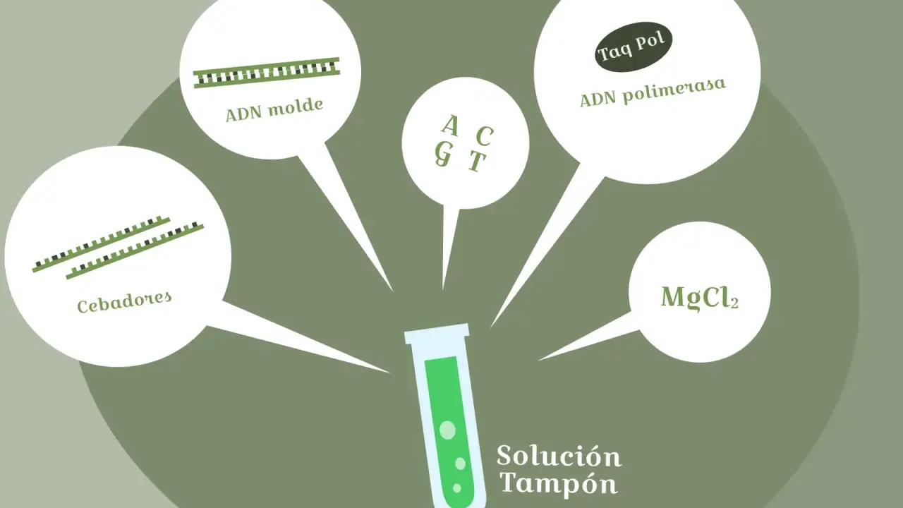 Componentes para un experimento de pcr laboratorio: ADN molde, cebadores, Taq polimerasa, MgCl2 y solución tampón.