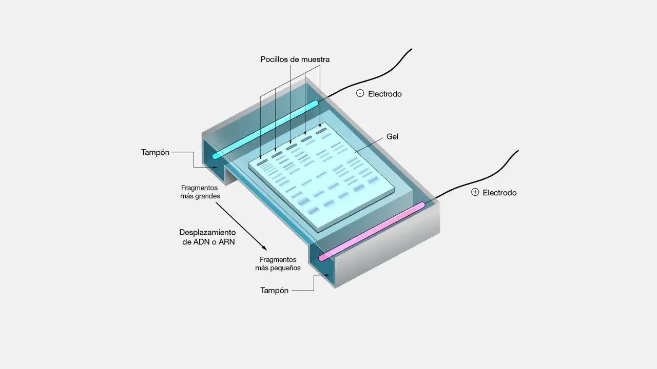 Diagrama de los tipos de electroforesis: gel, pocillos de muestra, electrodos y fragmentos de ADN/ARN separados por tamaño.