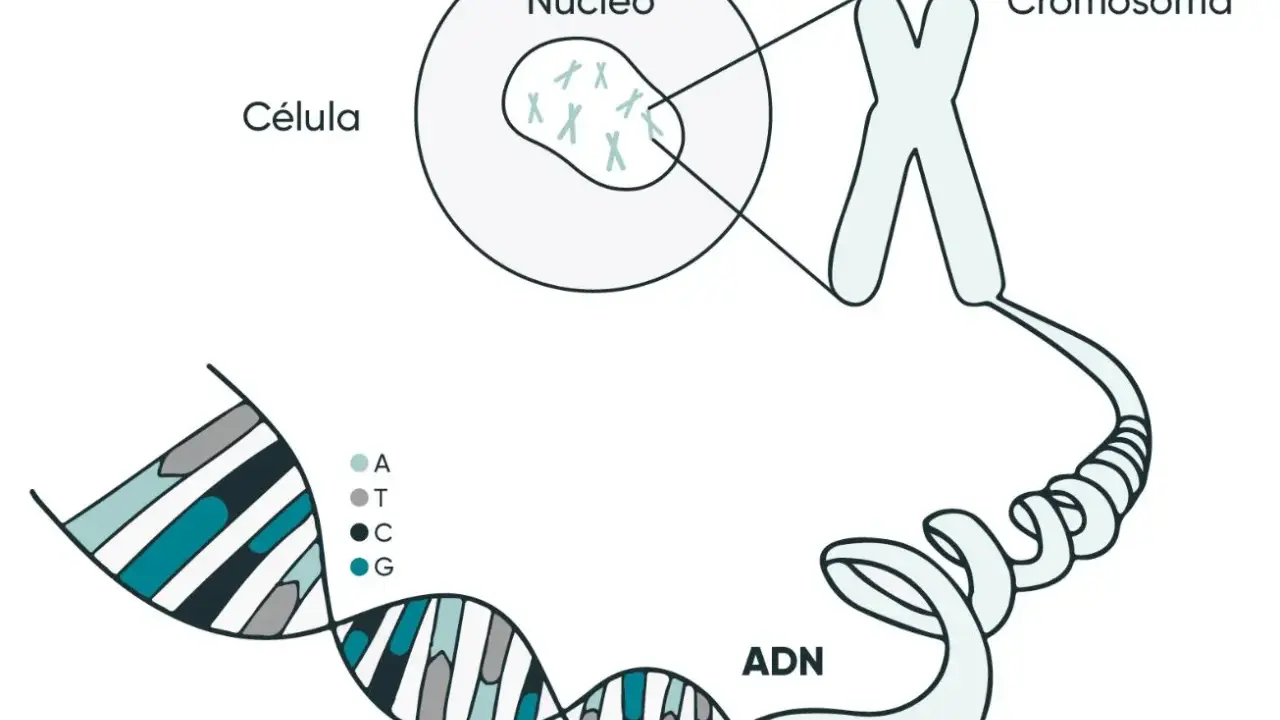La molécula de la vida, el ADN, se organiza en cromosomas dentro del núcleo de una célula.