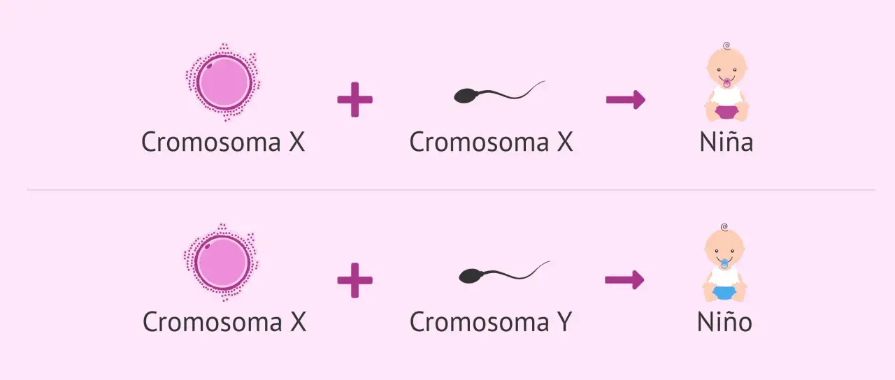 Ilustración del proceso de **determinación del sexo**: óvulo (Cromosoma X) + espermatozoide (Cromosoma X) = Niña; óvulo (Cromosoma X) + espermatozoide (Cromosoma Y) = Niño.