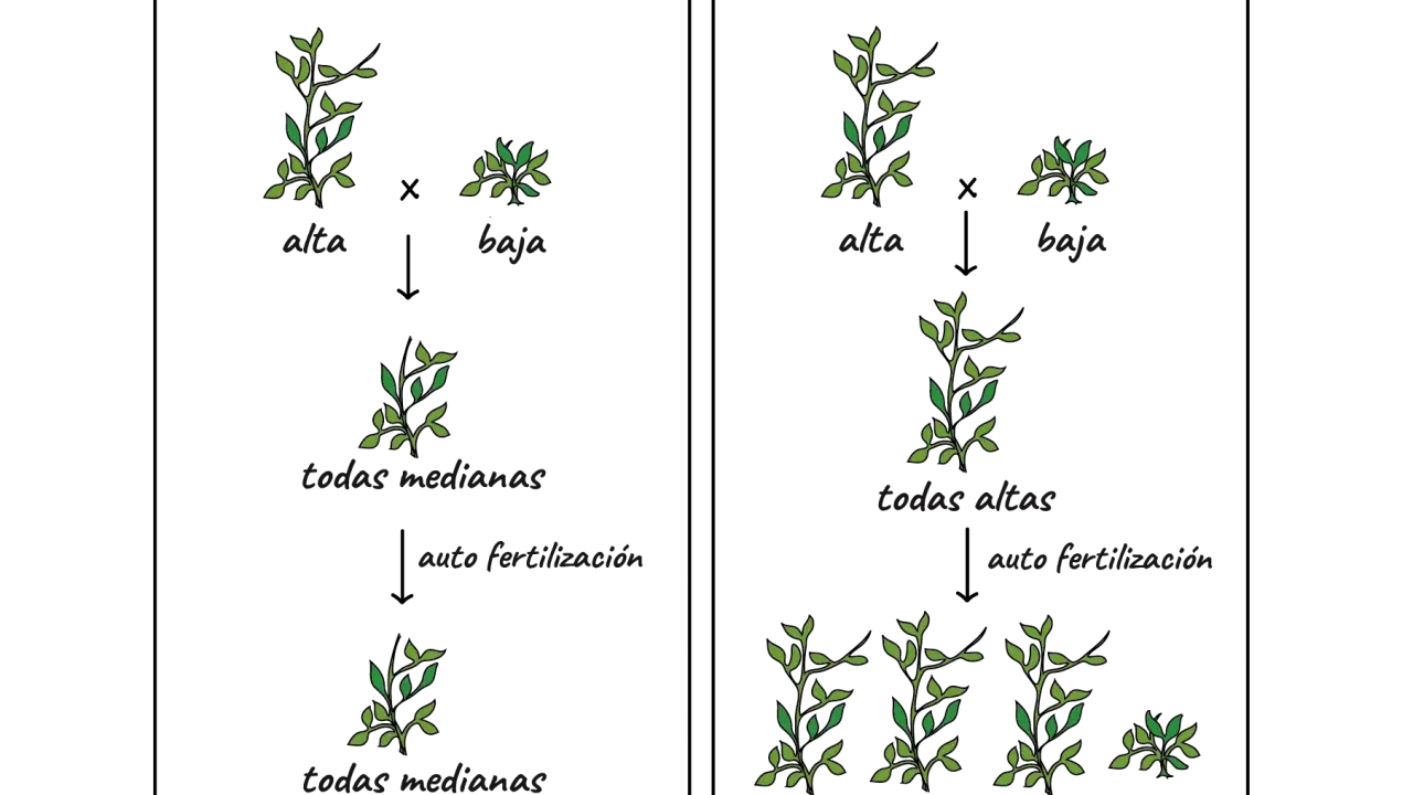 Ilustración de los guisantes de Mendel, mostrando cruces y resultados de plantas altas y bajas, prediciendo mezclas y resultados reales.