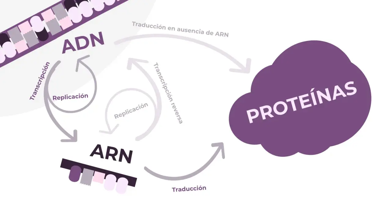 Diagrama del dogma central de la biología: ADN se replica, transcribe a ARN, y este se traduce a proteínas. Incluye transcripción inversa.