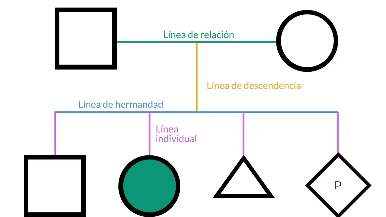 Diagrama de árbol genealógico. Muestra la relación entre bisabuelos y sus descendientes.