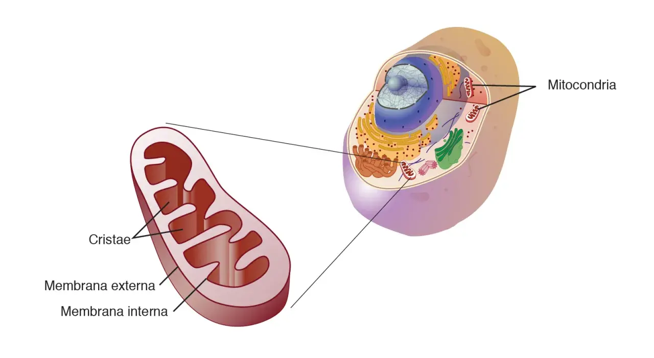 Detalle de una mitocondria, organelo vital en la célula animal, mostrando sus membranas y cristas.