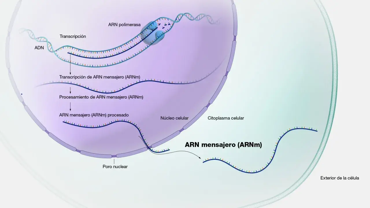 Proceso de transcripción del ADN a ARN mensajero (ARNm) dentro del núcleo celular, seguido de su procesamiento y salida al citoplasma.