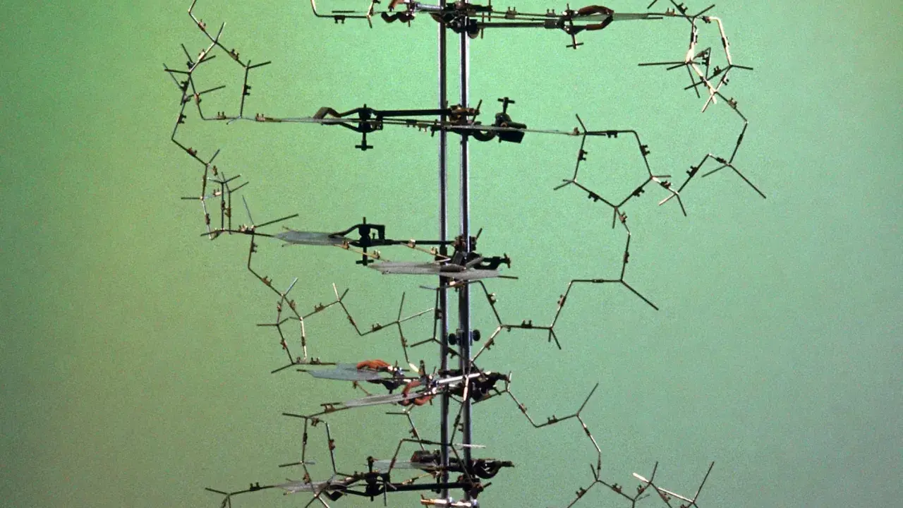 Modelo tridimensional de la doble hélice del ADN, un hito en la historia del adn. Muestra la estructura molecular con sus bases nitrogenadas.