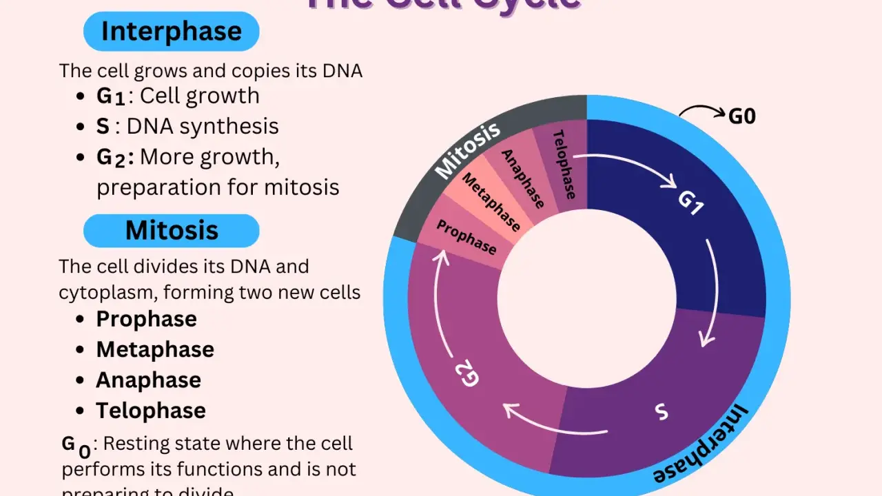 Diagrama del ciclo celular, mostrando la fase G0 como un estado de reposo.