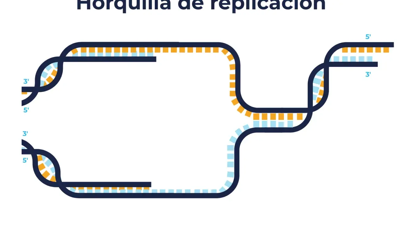 Diagrama de la burbuja de replicación del ADN, mostrando las hebras separándose y nuevas hebras formándose en direcciones opuestas.