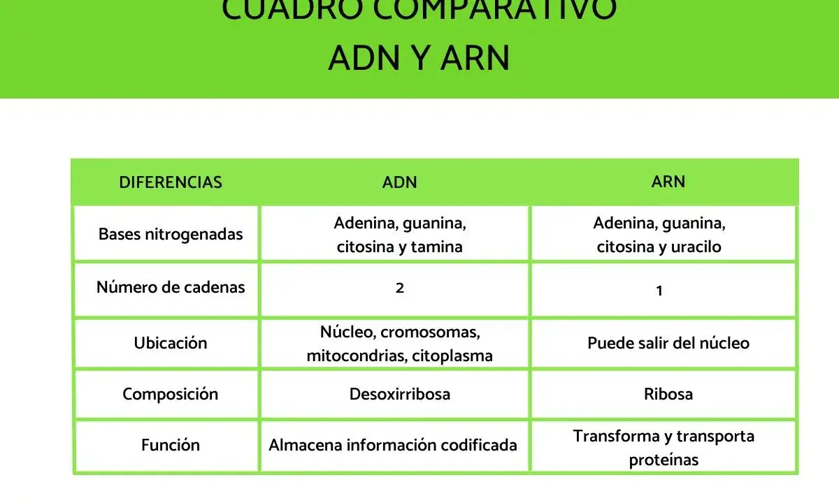 Tabla comparativa ADN y ARN. El ARN, a diferencia del ADN, tiene una sola cadena y uracilo en lugar de timina.
