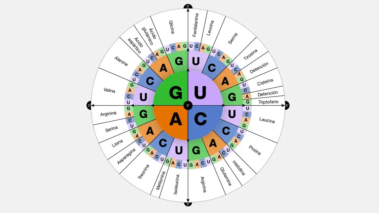 Diagrama circular que ilustra el código genético, mostrando cómo los codones de ARN (secuencias de A, U, C, G) se traducen en aminoácidos.