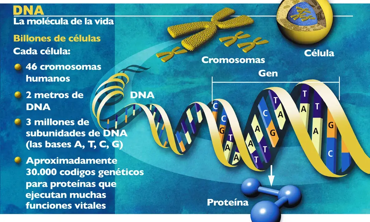 El genoma humano completo se representa con una doble hélice de ADN, cromosomas y una célula, mostrando la base de la vida.