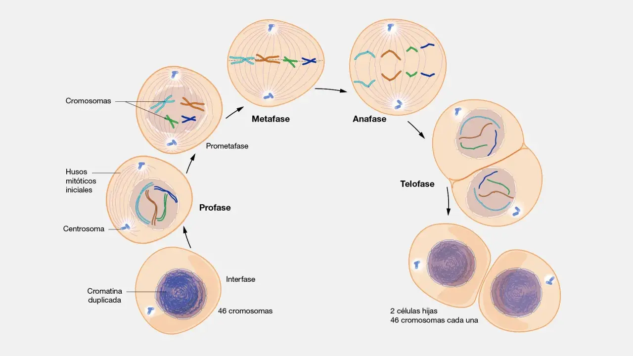 Ilustración de la mitosis: interfase, profase, prometafase, metafase, anafase y telofase, mostrando la división celular.