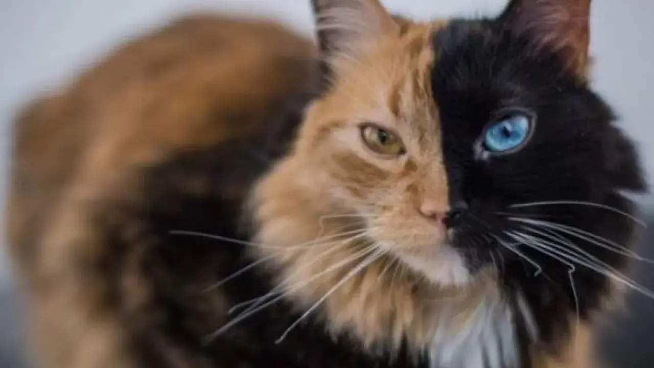 Gato con quimerismo genético, mitad naranja con ojo amarillo, mitad negro con ojo azul.