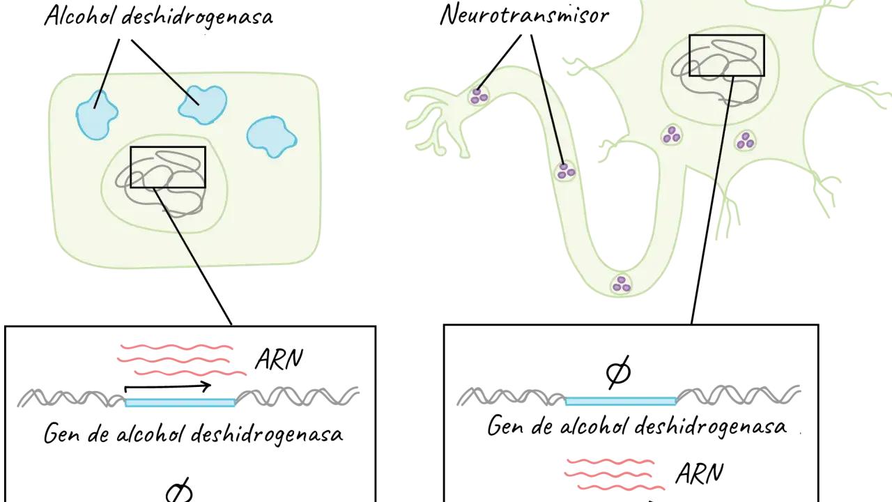 Célula hepática y neurona. La célula hepática produce alcohol deshidrogenasa, la neurona, neurotransmisores. El ARN ribosomal es clave en la expresión génica.