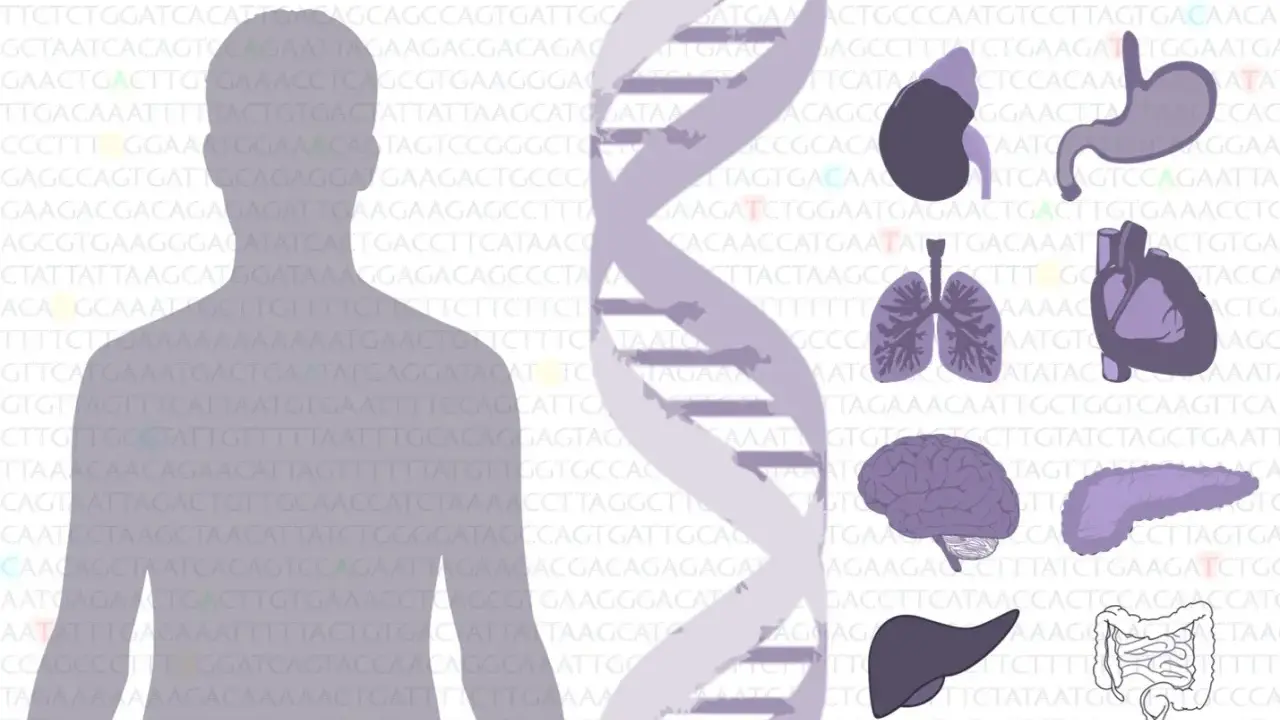 El ADN y órganos humanos, sugiriendo que la genética define qué es un mutante.