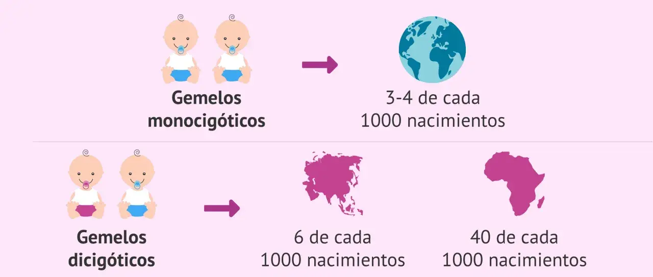 La imagen muestra que tener gemelos dicigóticos es hereditario, con tasas de nacimientos variables por continente.