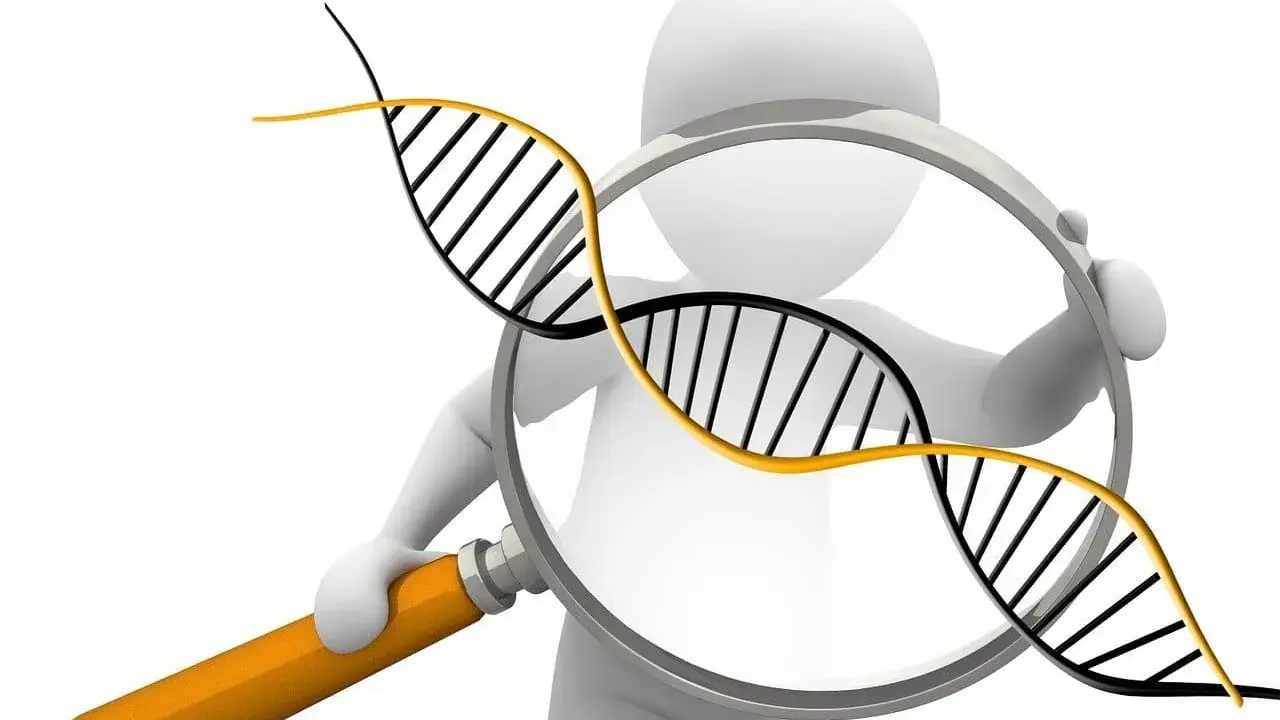 Figura 3D observa una doble hélice de ADN con una lupa, simbolizando la investigación de la diversidad genética.