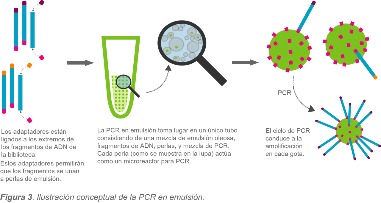 Ilustración conceptual de la PCR en emulsión: fragmentos de ADN con adaptadores se unen a perlas en una emulsión, cada perla actúa como microreactor para amplificación.