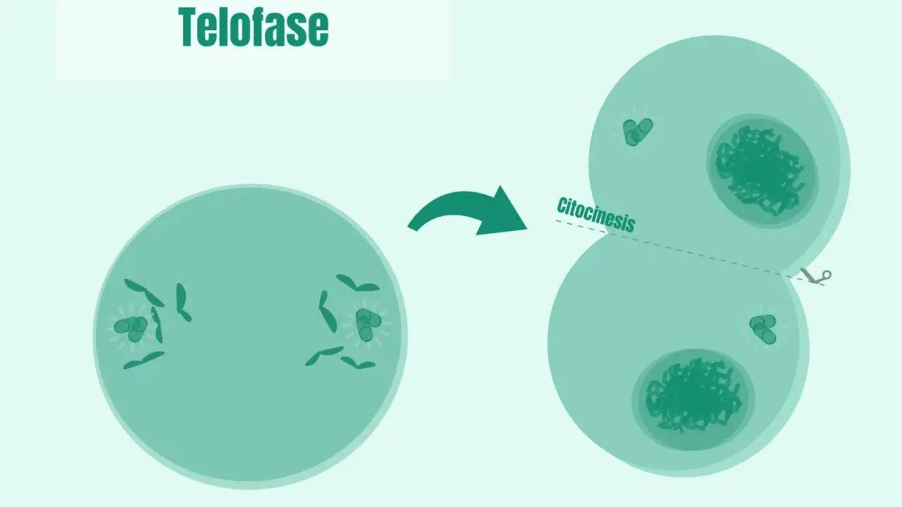 La telofase de la mitosis muestra la división celular con la citocinesis, formando dos células hijas.