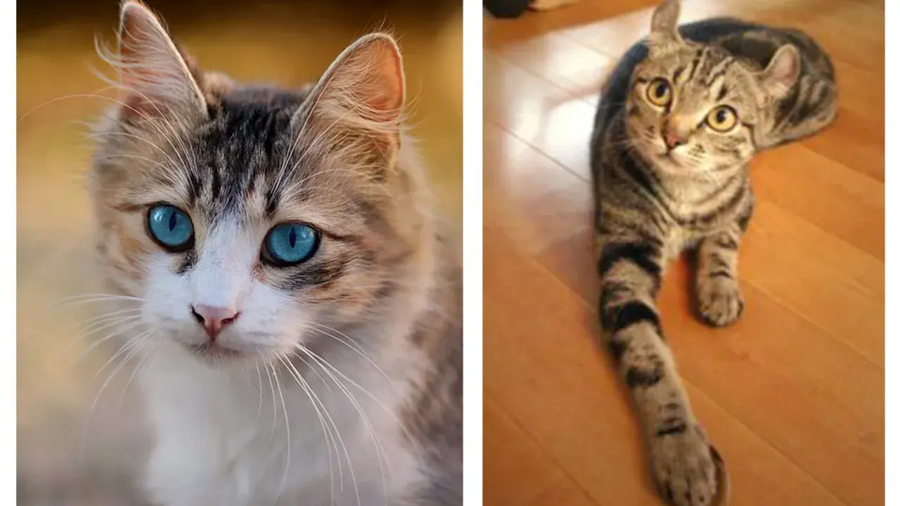 Dos gatos, uno con ojos azules intensos y pelaje atigrado y blanco, el otro atigrado con orejas curiosamente dobladas. Diferencias en el genotipo y fenotipo.