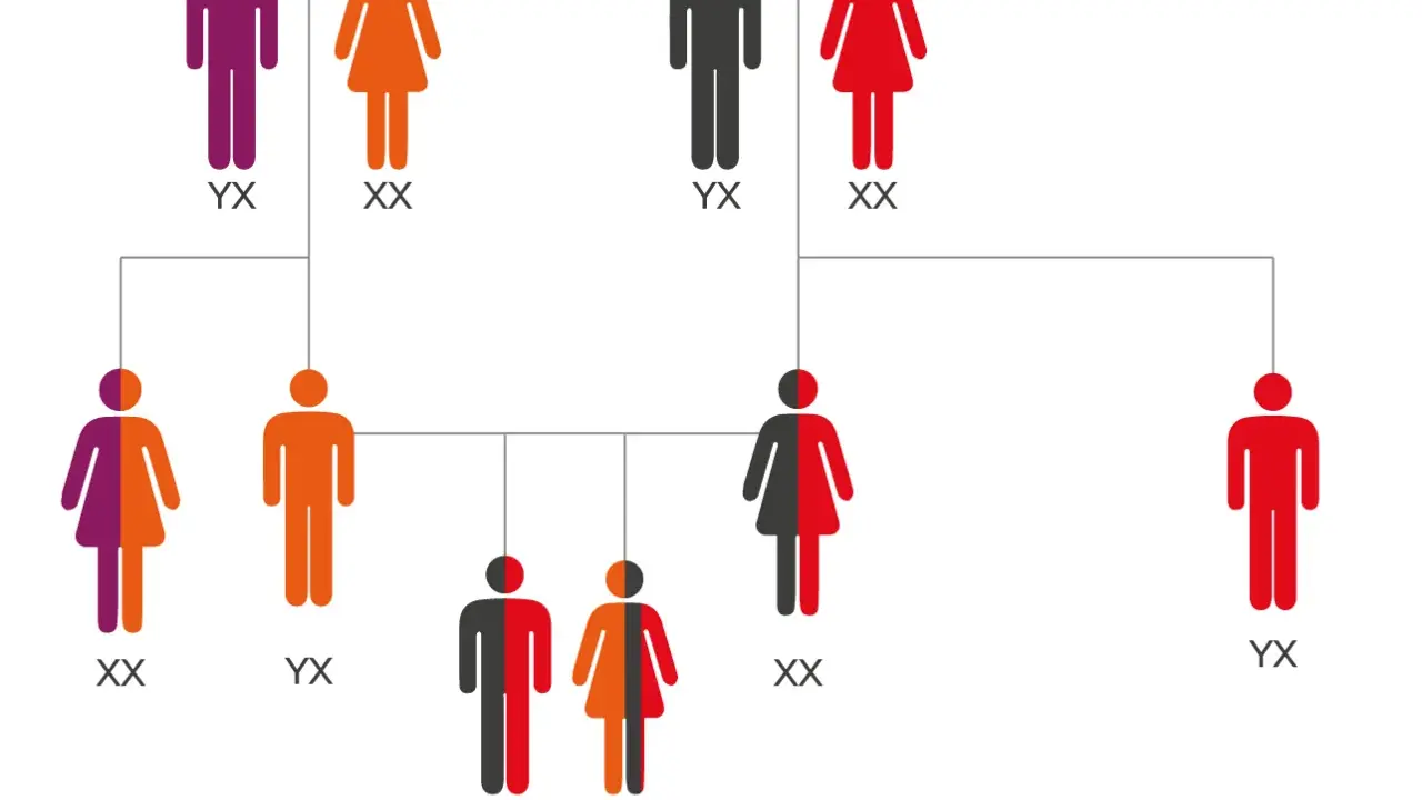 Árbol genealógico que muestra la herencia de rasgos de los bisabuelos. Figuras de personas con colores que representan diferentes combinaciones genéticas.