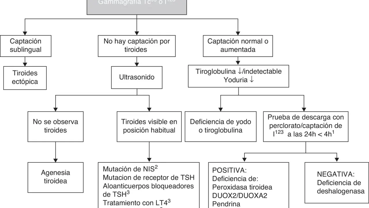 Diagrama de flujo para diagnóstico de hipotiroidismo congénito. Evalúa captación tiroidea, ultrasonido y niveles de tiroglobulina/yoduria para determinar causas.