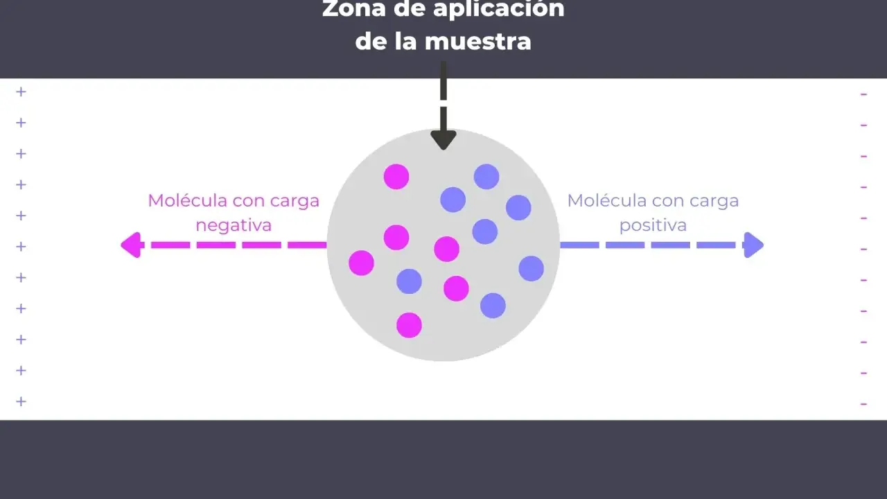 Ilustración que explica que es la electroforesis: moléculas con carga negativa se mueven hacia el polo positivo y las positivas hacia el negativo.
