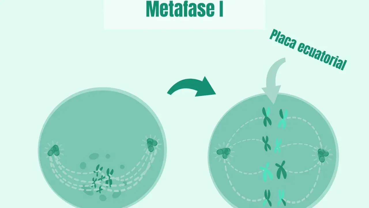 La metafase I muestra cromosomas alineados en la placa ecuatorial, preparándose para la división celular.