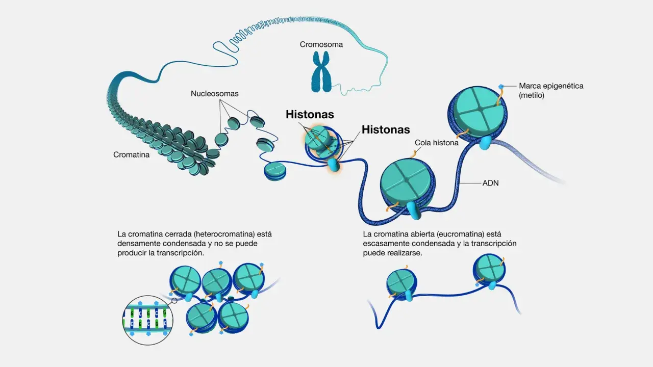 Las histonas son proteínas que empaquetan el ADN en cromatina. El ADN se enrolla alrededor de las histonas formando nucleosomas, que son la base de la estructura cromosómica.