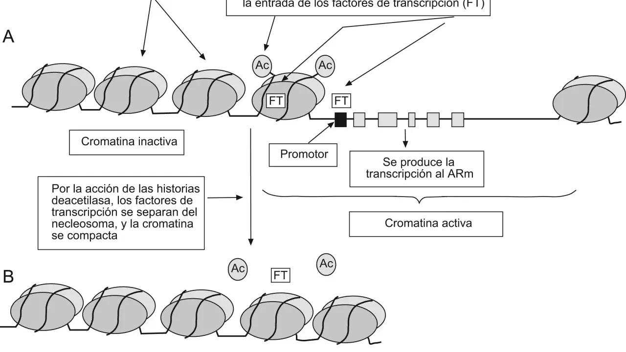 Diagrama ilustra cómo la acetilación (Ac) relaja la cromatina, permitiendo la entrada de factores de transcripción (FT) y la transcripción al ARm. Muestra partes del cromosoma en estados activo e inactivo.