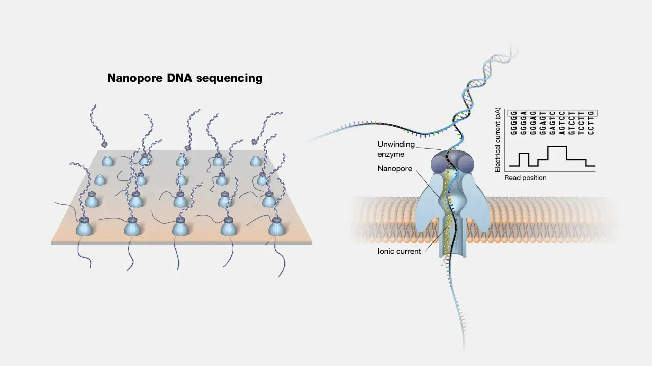 Ilustración de secuenciación por nanoporos: ADN pasa por un nanoporo, generando una corriente iónica que se registra.