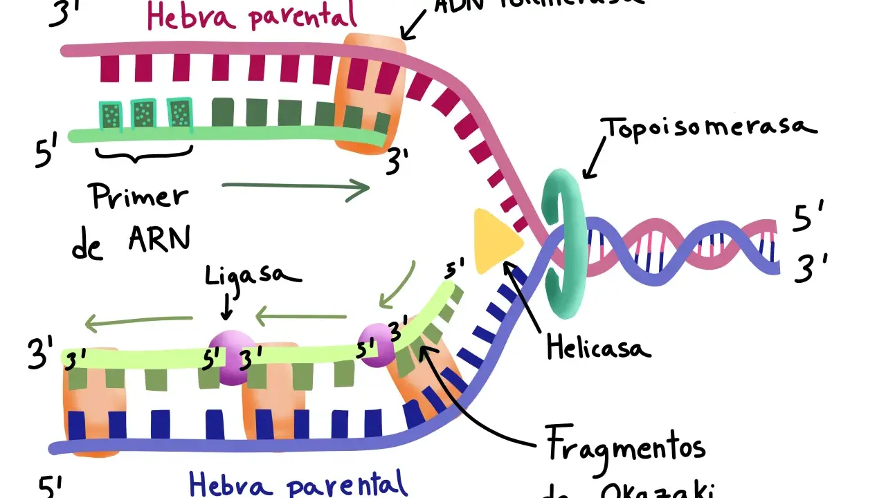 Replicación del ADN: ADN polimerasa y ligasas unen fragmentos de Okazaki.
