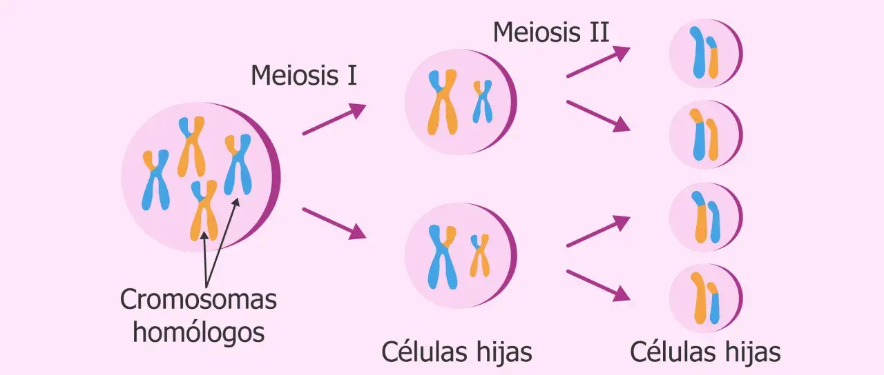 Ilustración de la meiosis I y II. Cromosomas homólogos se separan en la meiosis I, y luego las cromátidas hermanas en la meiosis II, produciendo células hijas.