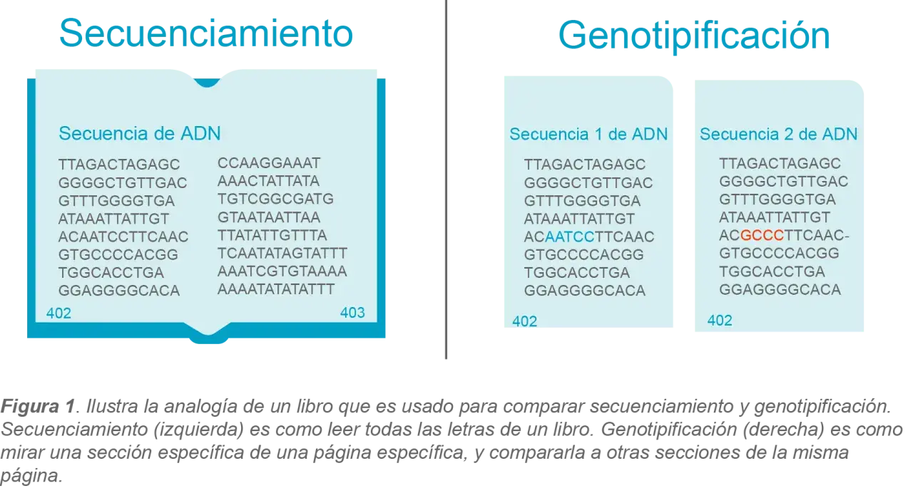 Secuenciamiento y genotipificación comparan secuencias de ADN. La genotipificación resalta diferencias, útil en varios tipos de PCR.