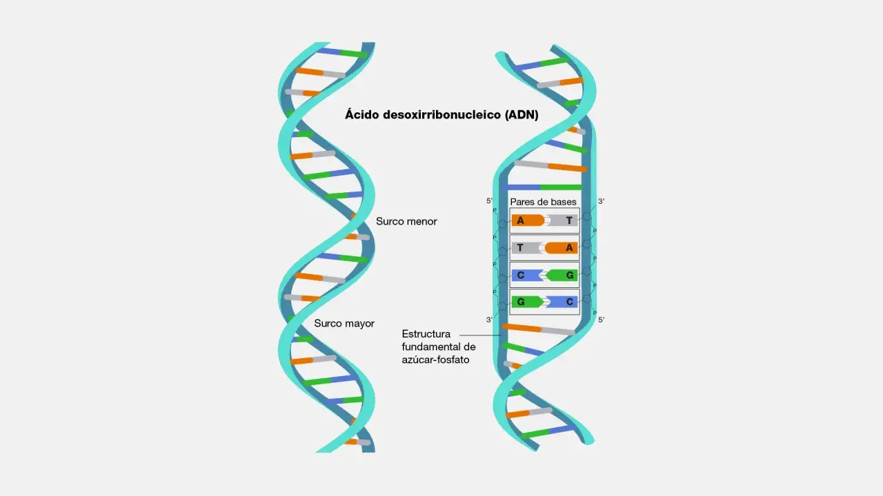Estructura del adn bicatenario, mostrando surcos mayor y menor, y pares de bases A-T y C-G.