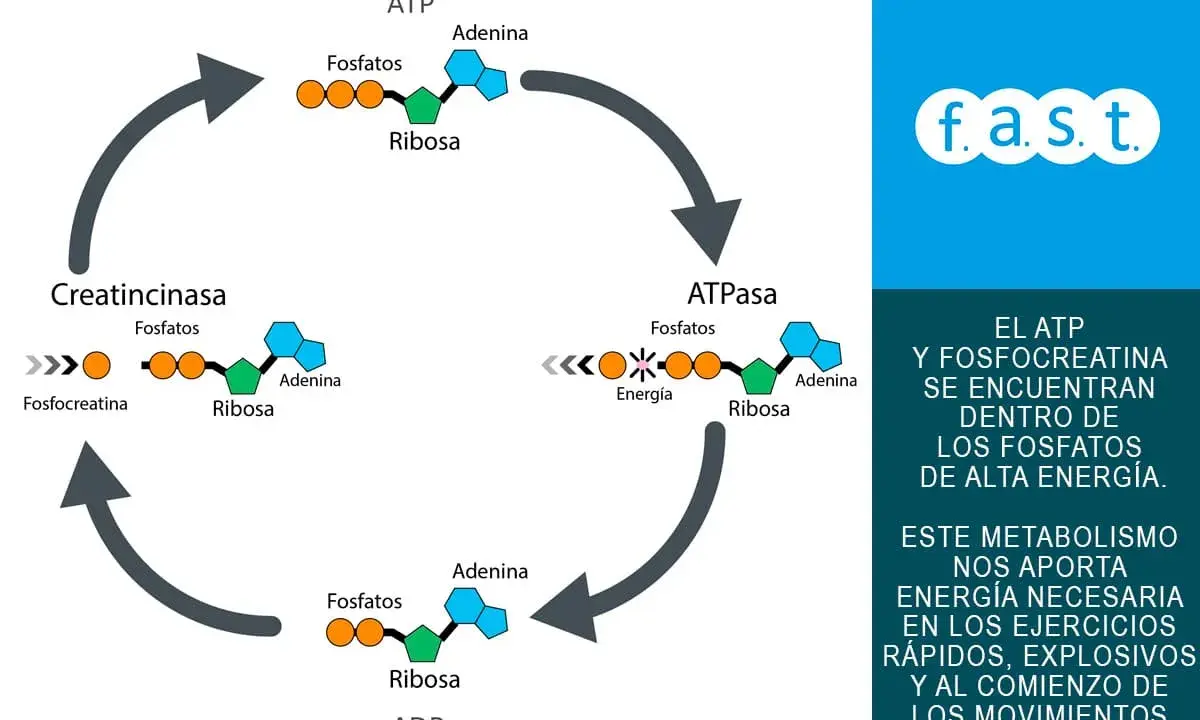Ciclo de ATP y fosfocreatina, clave en el metabolismo energético para ejercicios explosivos.