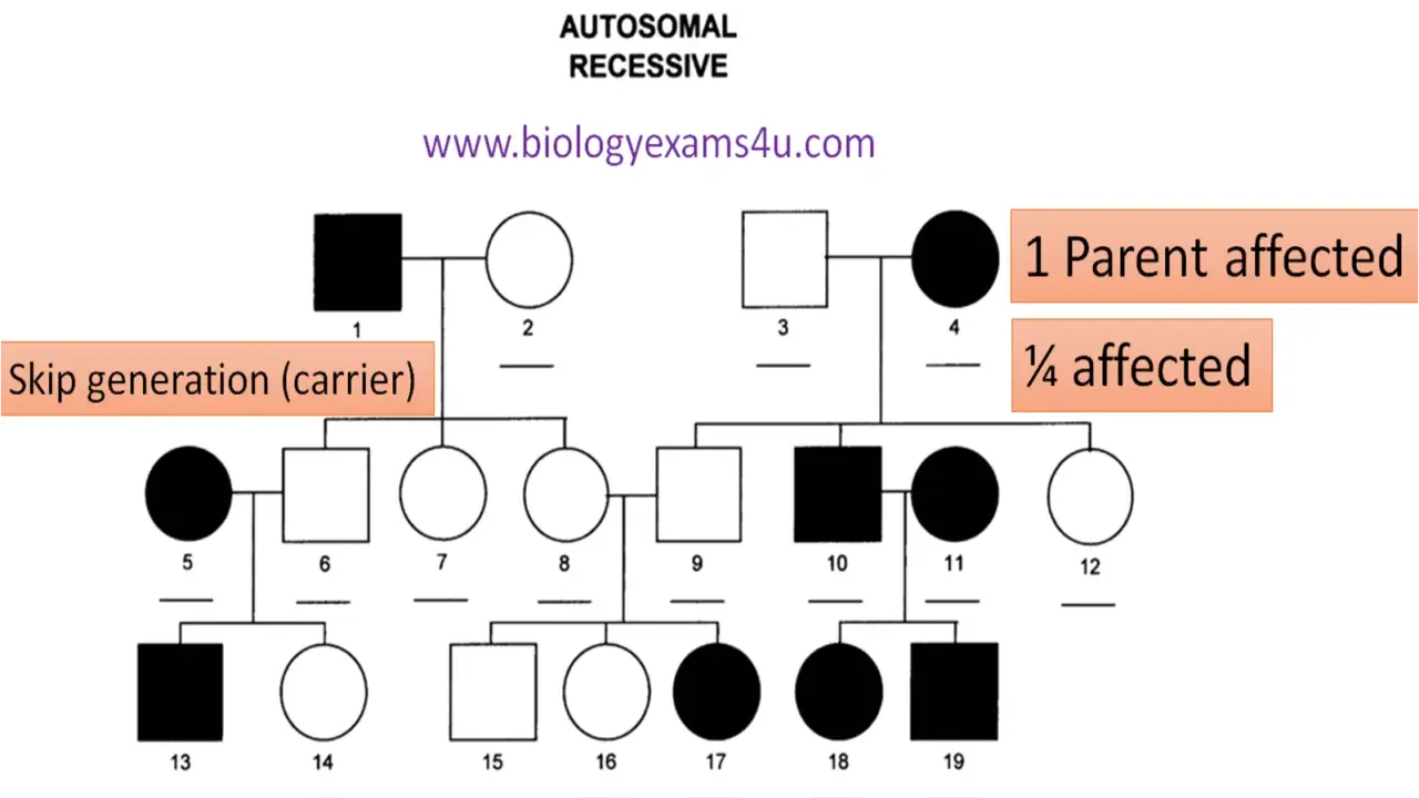 Árbol genealógico que ilustra la herencia autosómica recesiva, mostrando saltos generacionales y portadores.