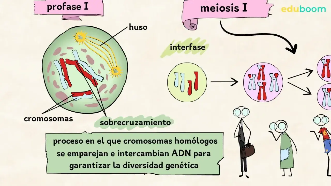 Ilustración de las meiosis fases: profase I con cromosomas y huso, interfase, y la división celular.